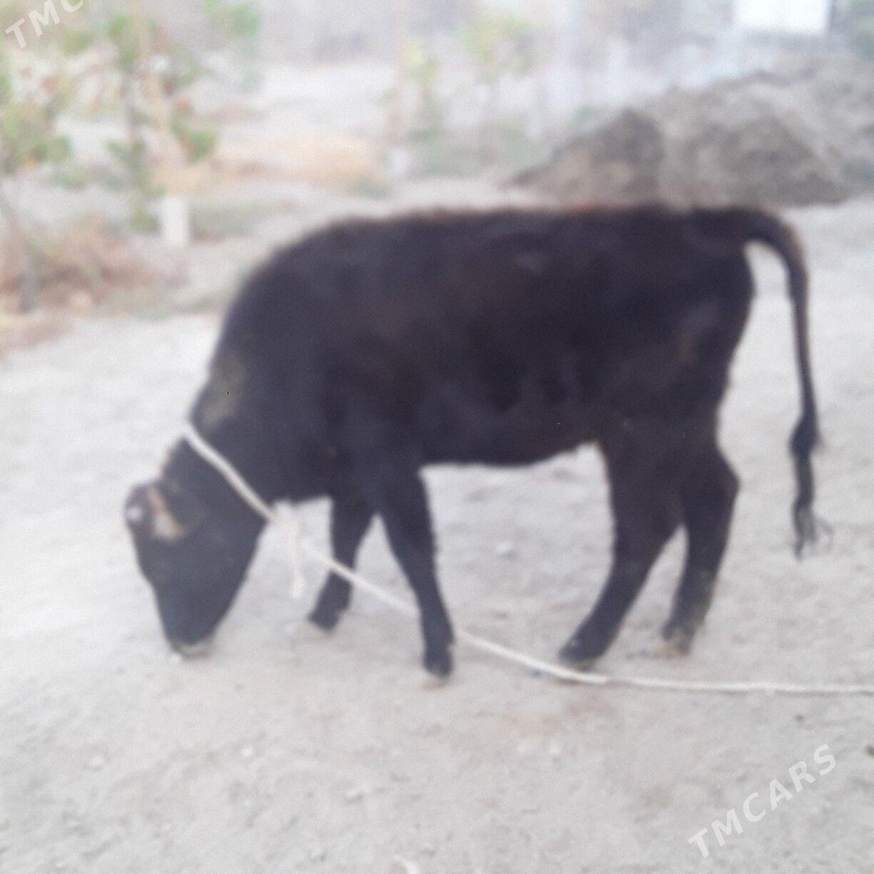 tuwe şwes - Бузмеин - img 1