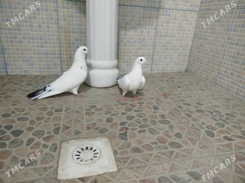 Kepderi - Гызыларбат - img 8