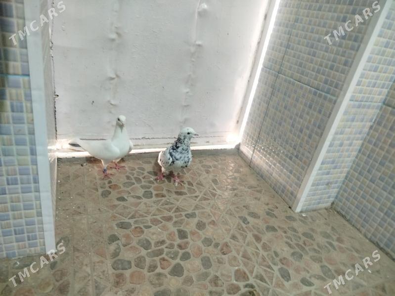 Kepderi - Гызыларбат - img 5