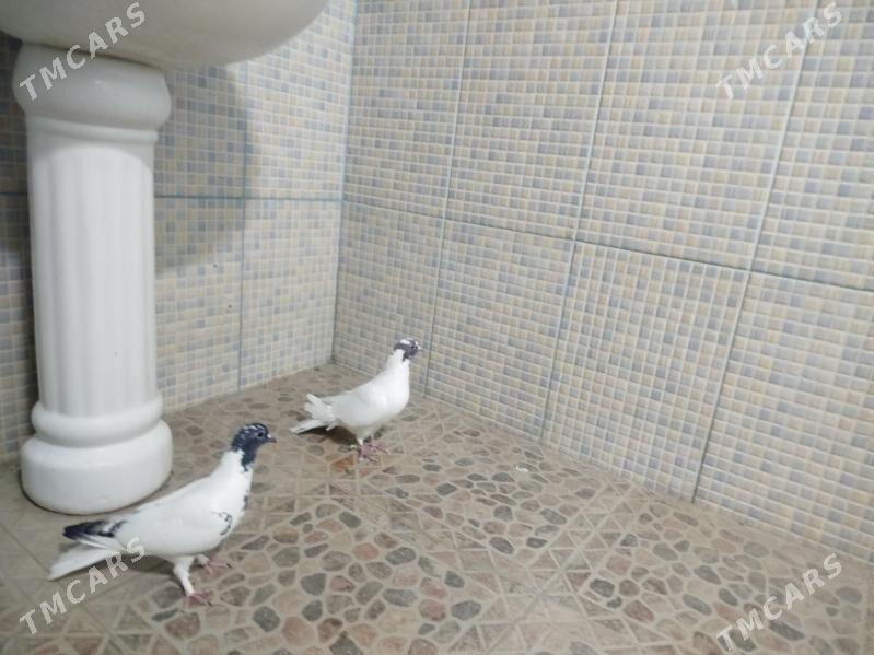 Kepderi - Гызыларбат - img 3