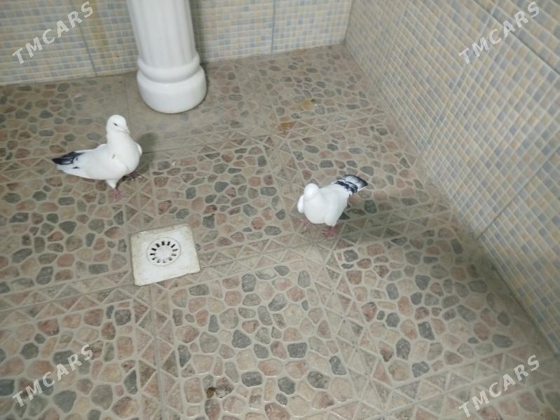 Kepderi - Гызыларбат - img 7