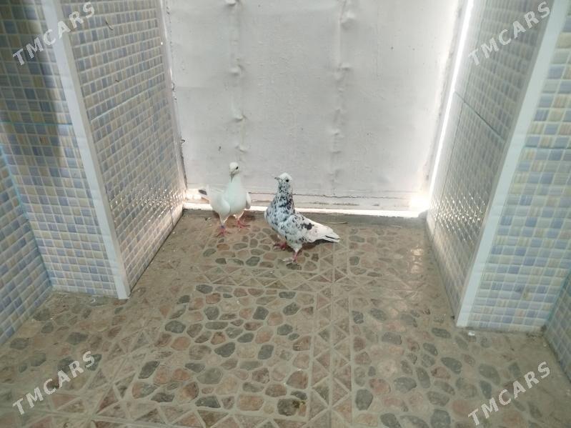 Kepderi - Гызыларбат - img 4