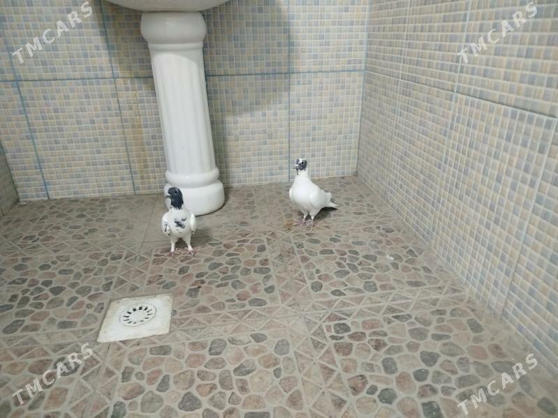 Kepderi - Гызыларбат - img 2