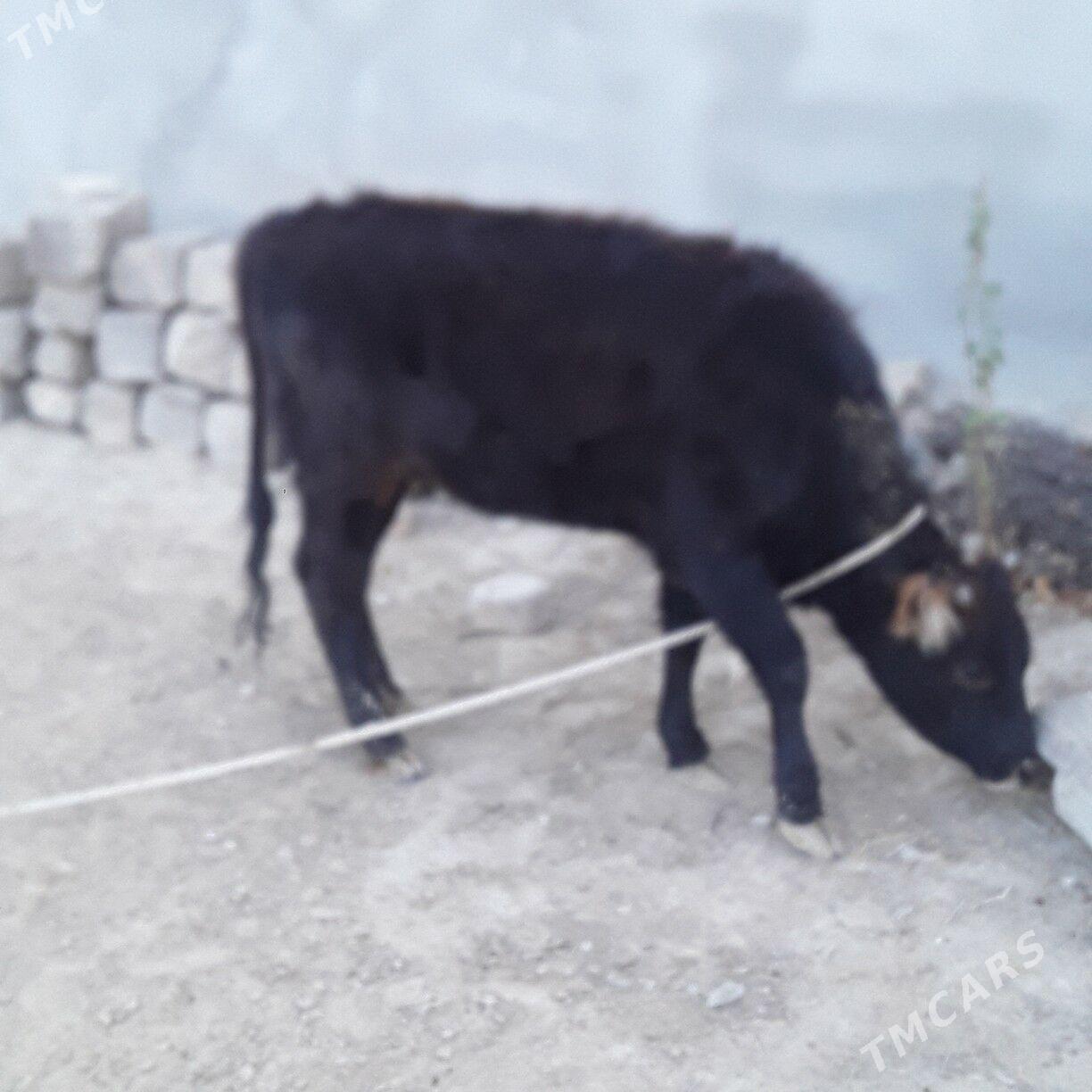 tuwe şwes - Бузмеин - img 2