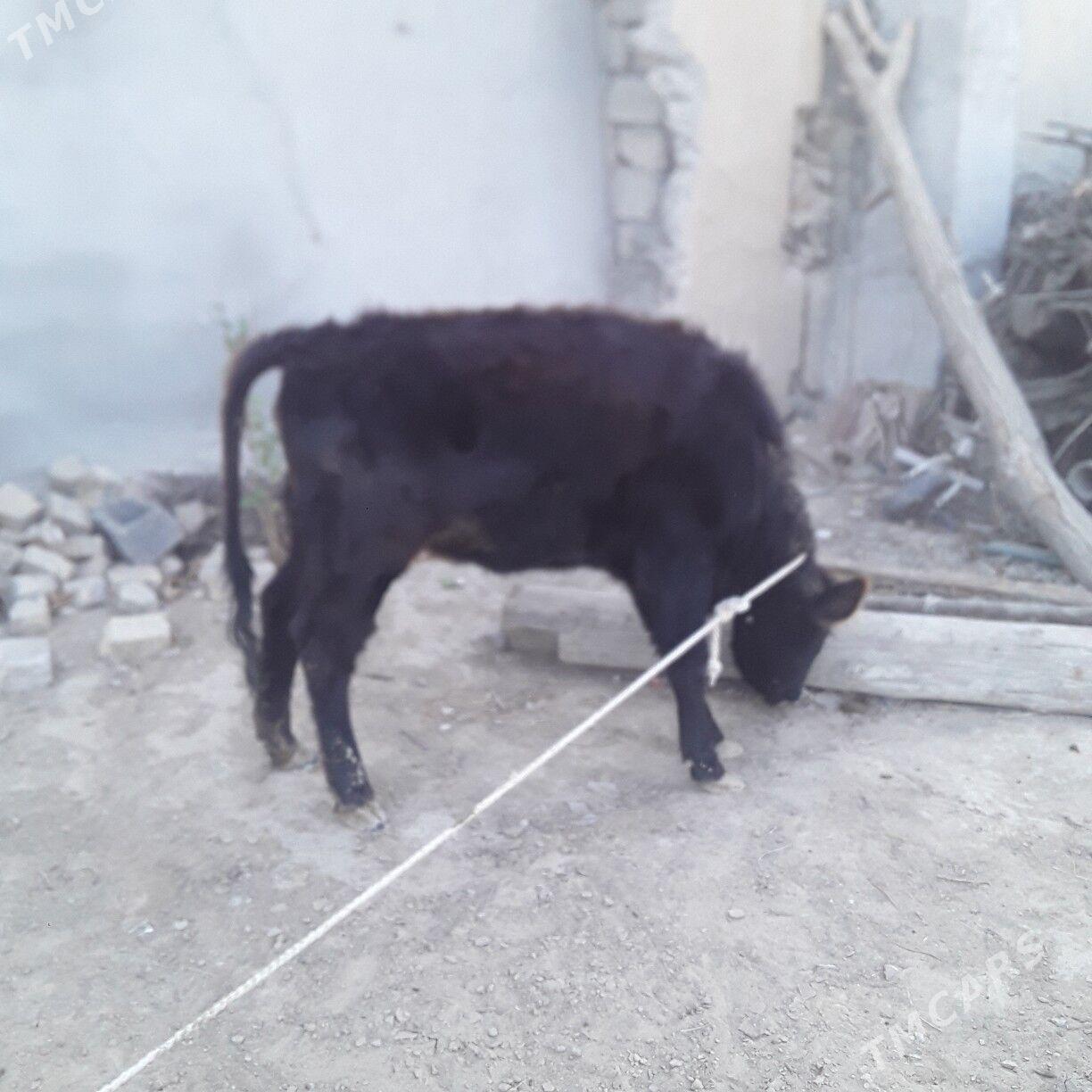 tuwe şwes - Бузмеин - img 5