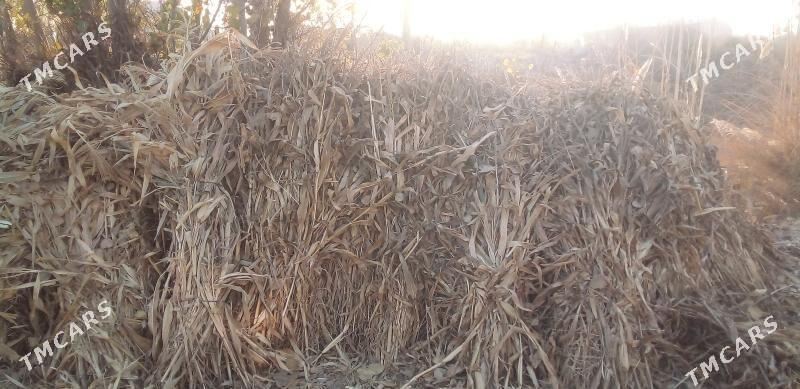 Mekge - Kerki - img 1