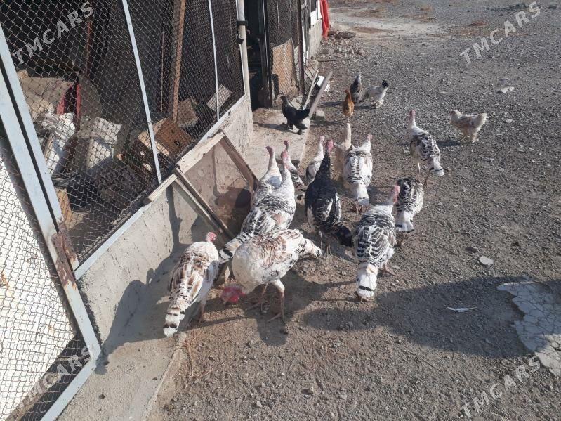 induk - Гызыларбат - img 4