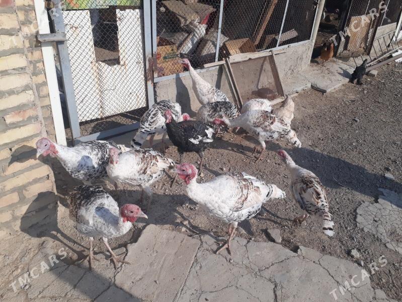 induk - Гызыларбат - img 5