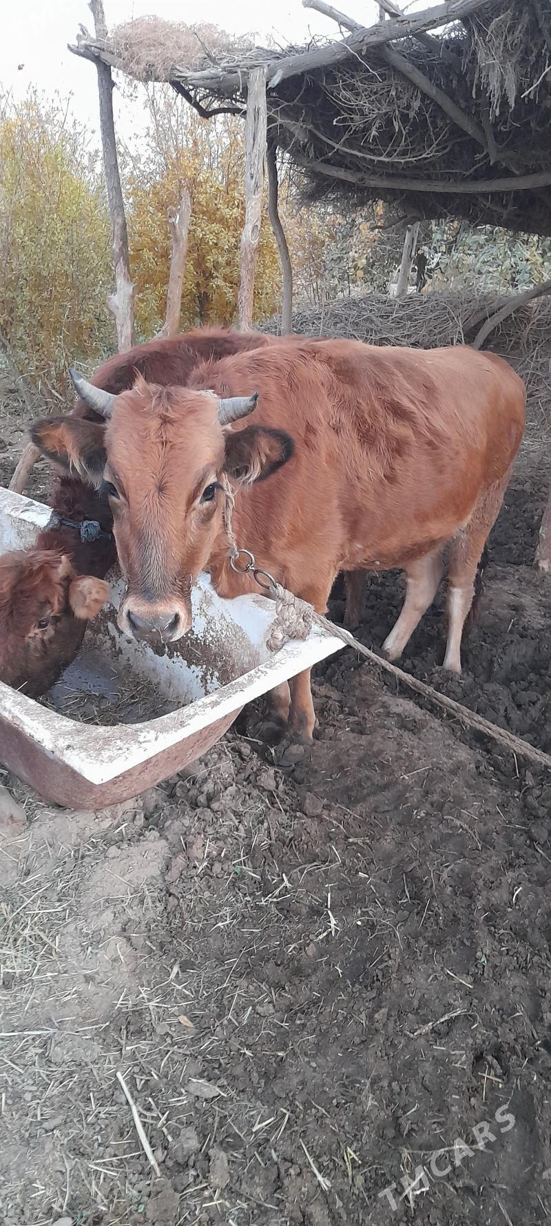 mal - Babadaýhan - img 6