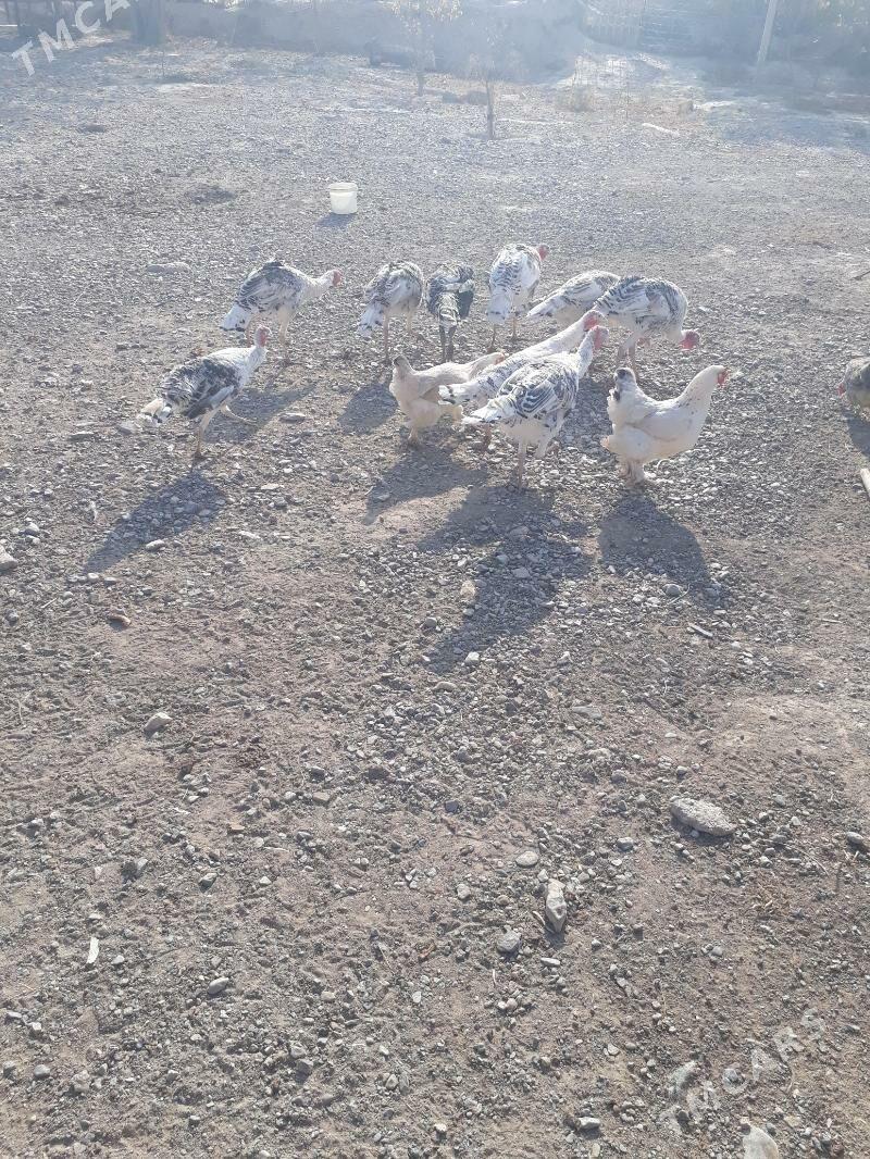 induk - Гызыларбат - img 3