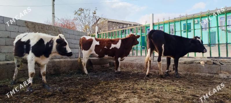 gyzyl ala sygyr okuz - Bäherden - img 1