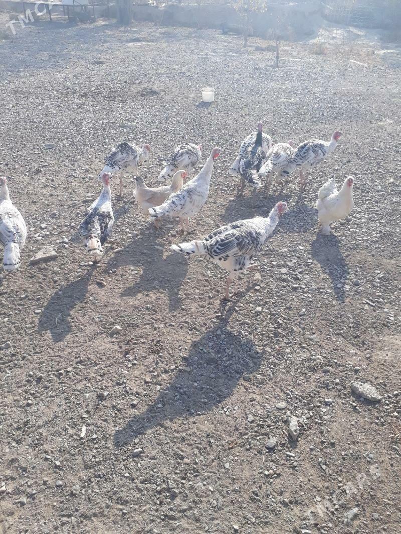 induk - Гызыларбат - img 2