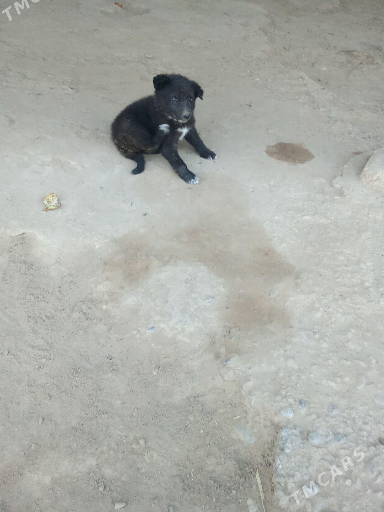 it - Байрамали - img 5