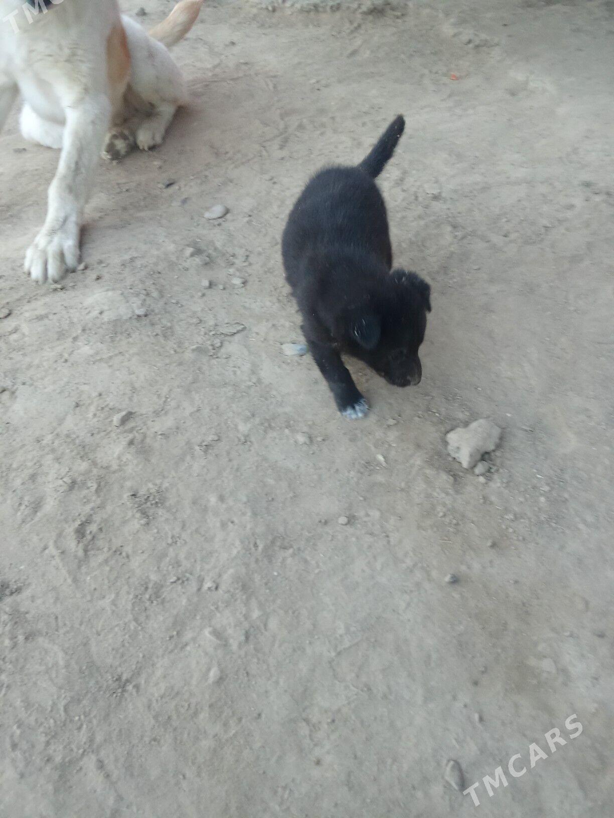 it - Байрамали - img 2