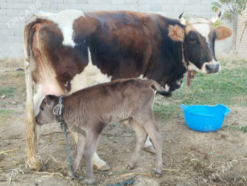 goleli sigir - Gökdepe - img 2