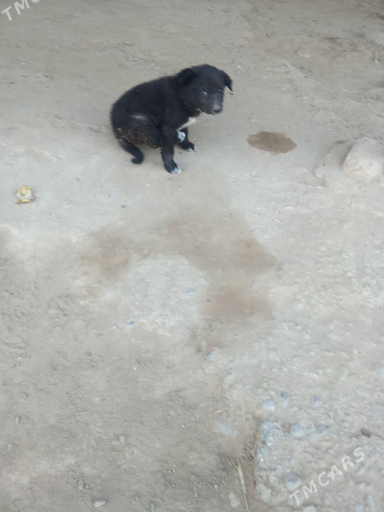 it - Байрамали - img 3