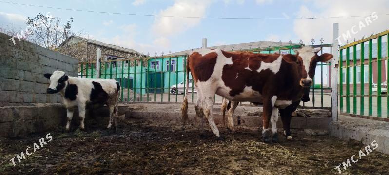 gyzyl ala sygyr okuz - Bäherden - img 6