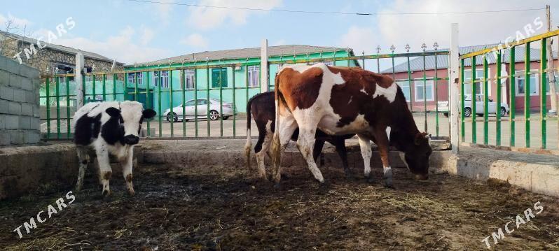 gyzyl ala sygyr okuz - Bäherden - img 4