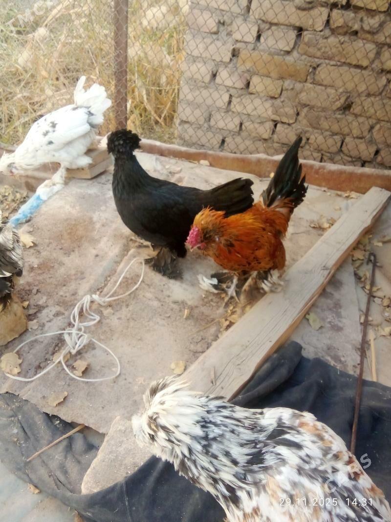 karlik 1parsi yllaşyk bar - Туркменабат - img 2