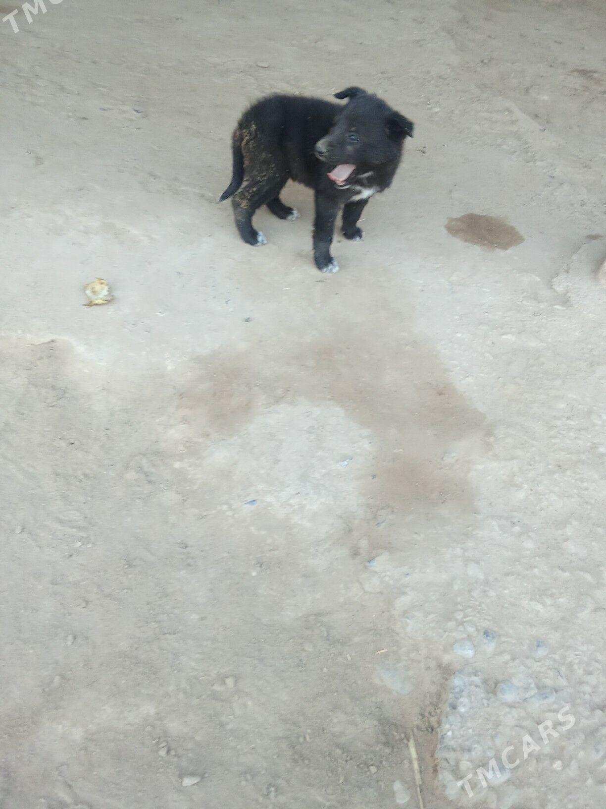 it - Байрамали - img 4