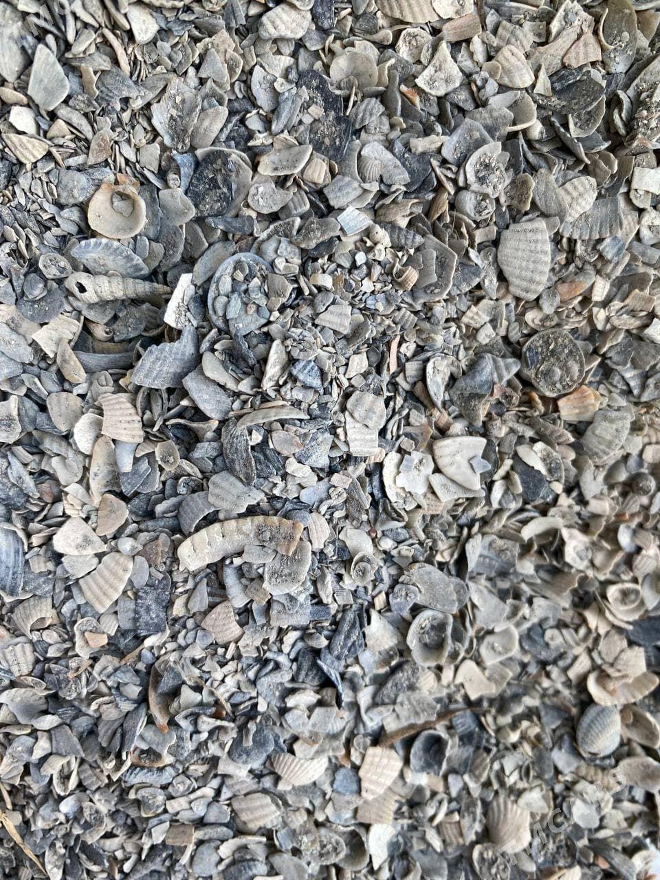 Balykgulak deñiz, Ракушка морс - Халач - img 1