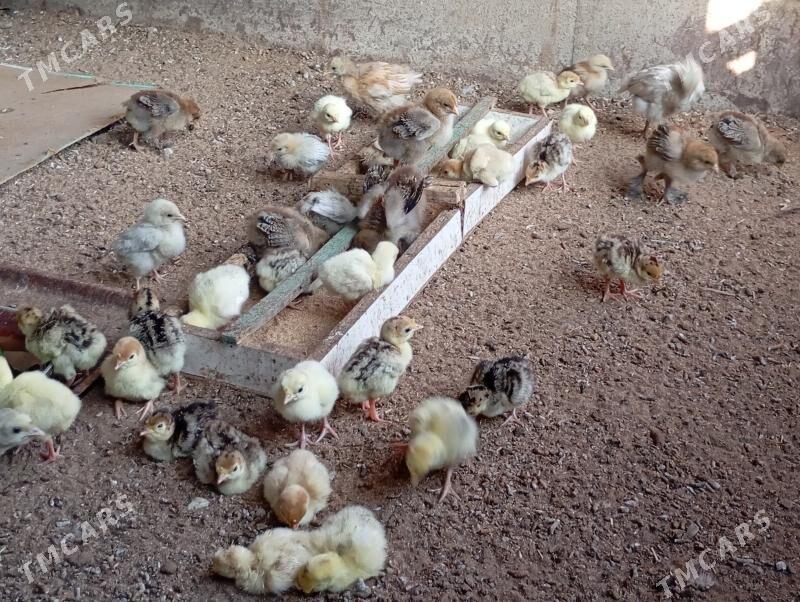 induk jujeler - Мары - img 8