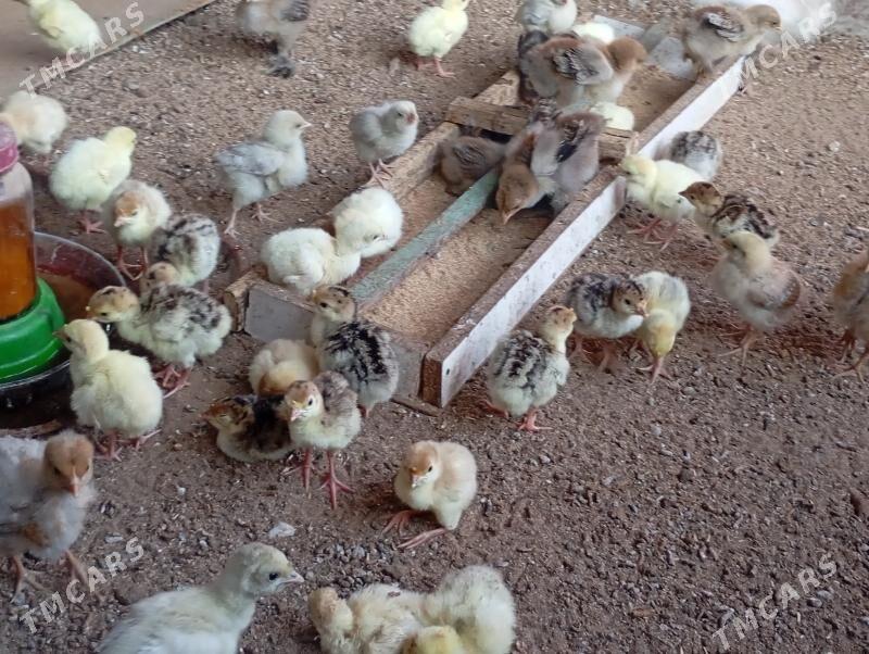 induk jujeler - Мары - img 5