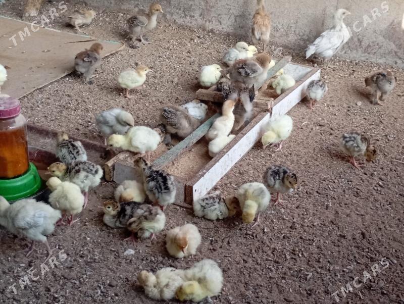 induk jujeler - Мары - img 6