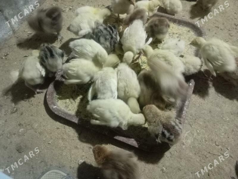 induk jujeler - Мары - img 4