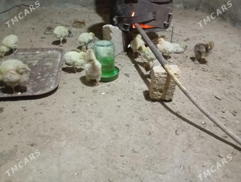 induk jujeler - Мары - img 3