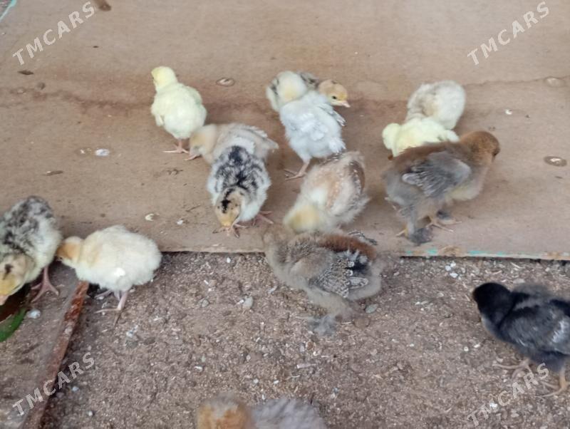 induk jujeler - Мары - img 7