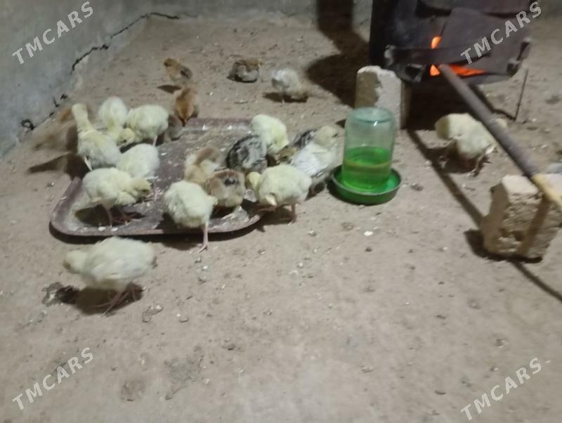 induk jujeler - Мары - img 2