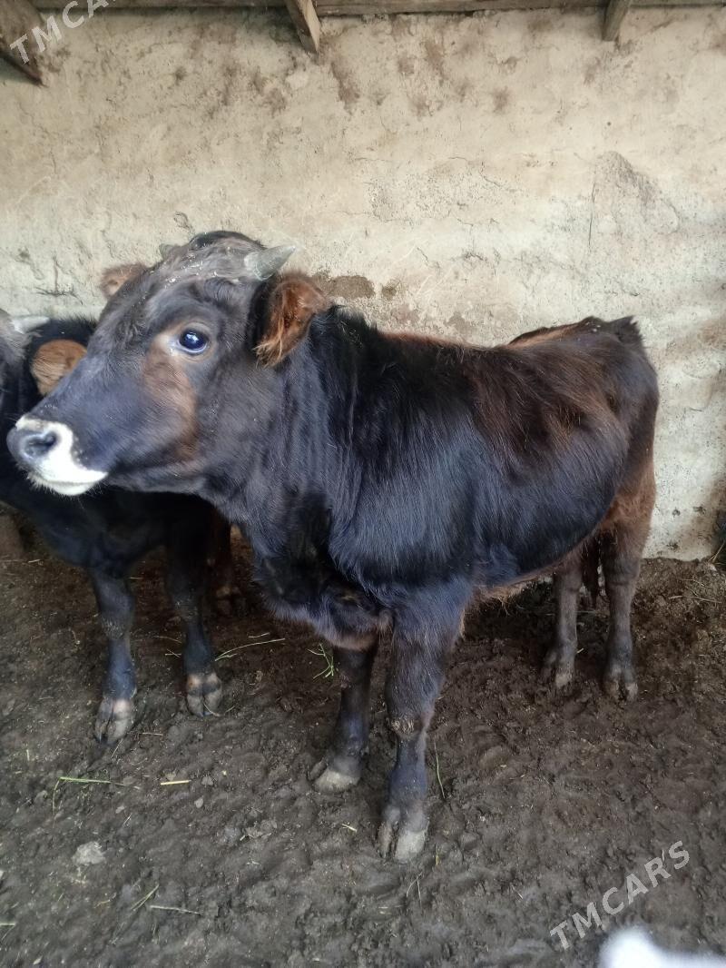 Okuz - Aşgabat - img 5