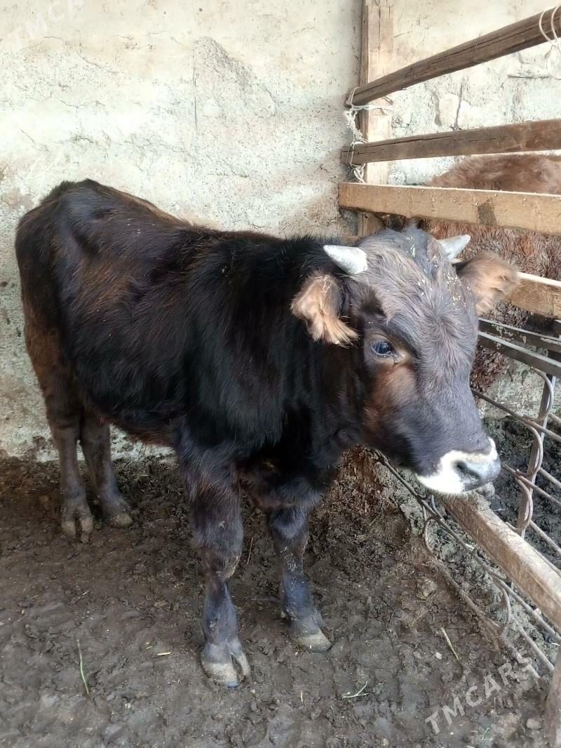 Okuz - Aşgabat - img 2