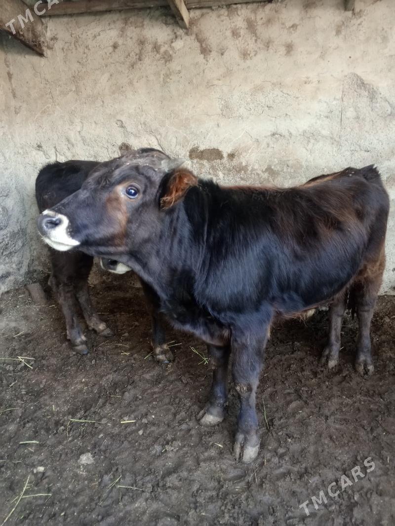 Okuz - Aşgabat - img 6