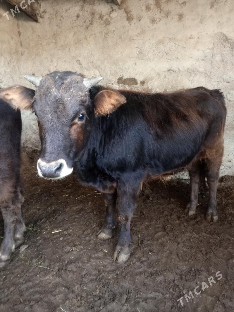 Okuz - Aşgabat - img 4