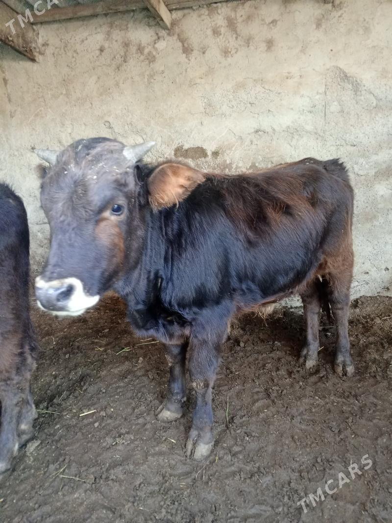 Okuz - Aşgabat - img 8