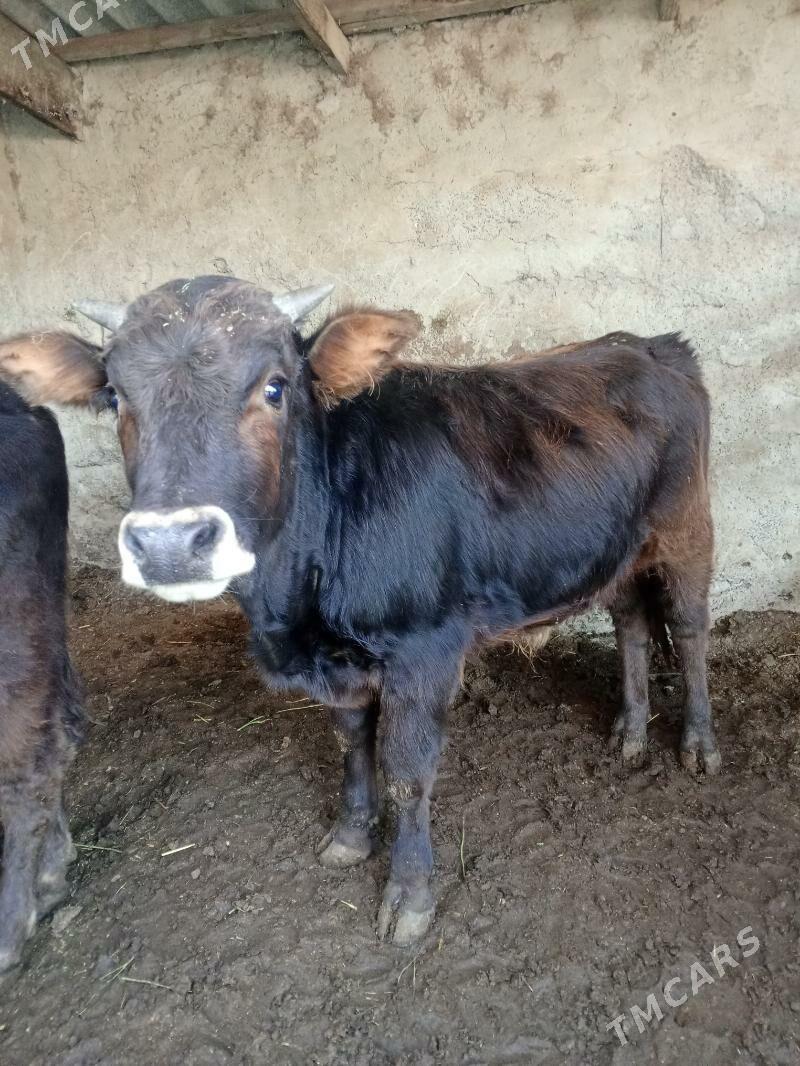 Okuz - Aşgabat - img 9