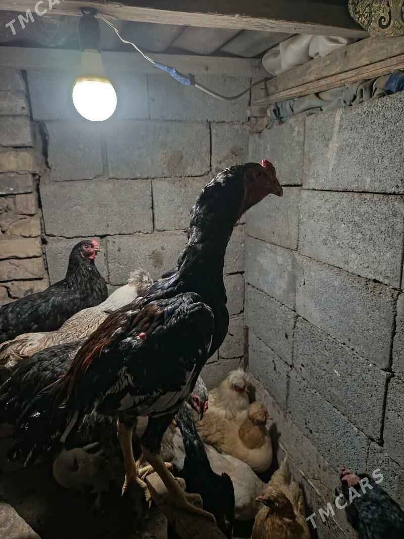 horaz - Гёкдже - img 2