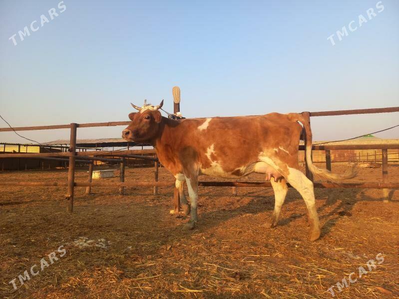 göleli. - Wekilbazar - img 4