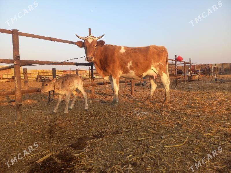 göleli. - Wekilbazar - img 2