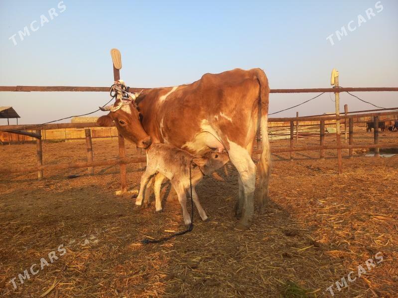 göleli. - Wekilbazar - img 3