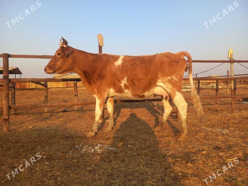 göleli. - Wekilbazar - img 7