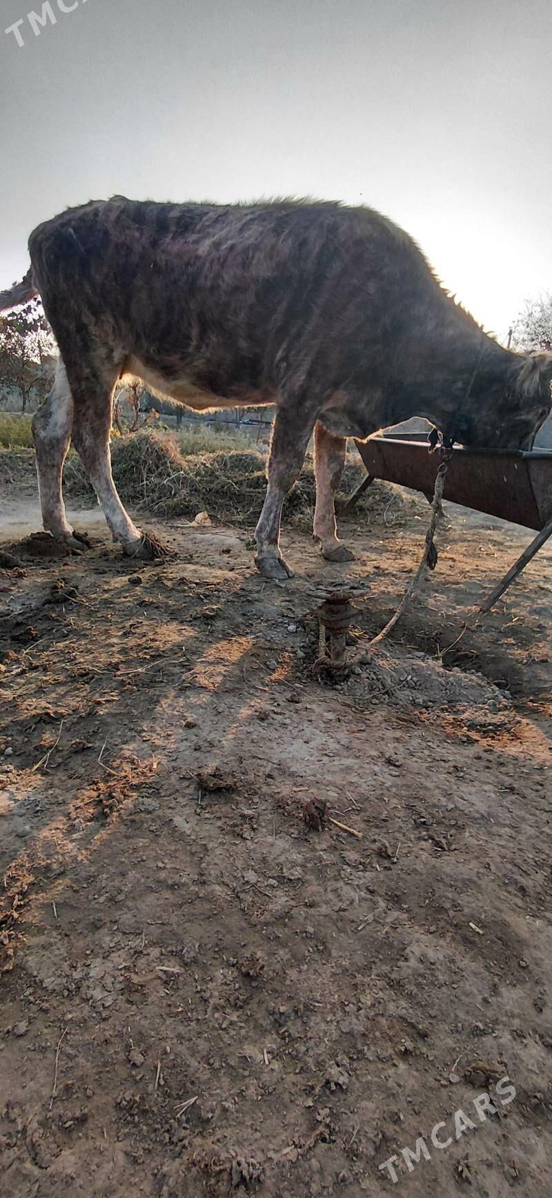 Gysyr sygyr - Бахарден - img 2