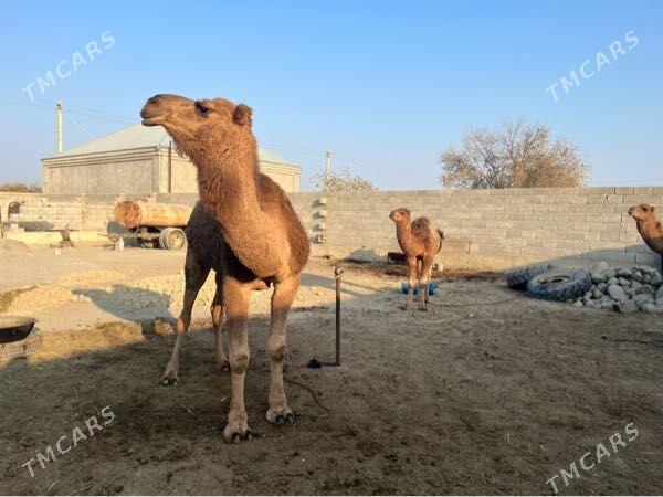 Gysyr Guye Ogsyk - Бахарден - img 3