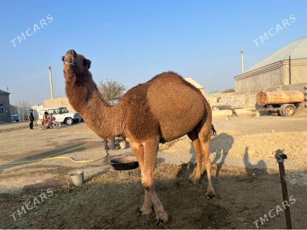 Gysyr Guye Ogsyk - Бахарден - img 4