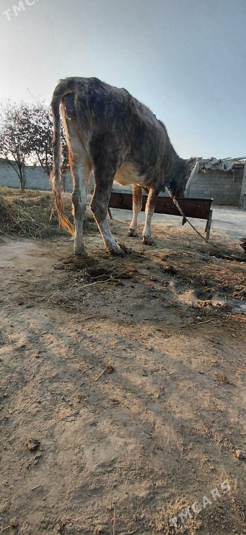 Gysyr sygyr - Бахарден - img 3