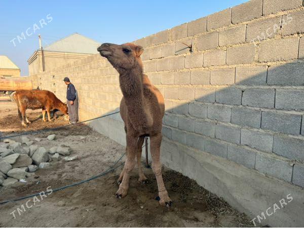 Gysyr Guye Ogsyk - Бахарден - img 5