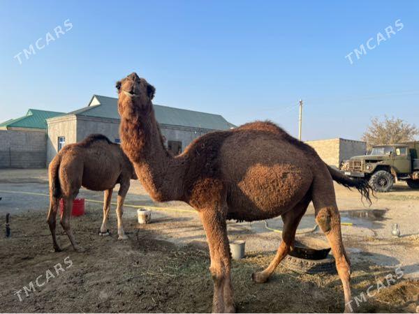 Gysyr Guye Ogsyk - Бахарден - img 6