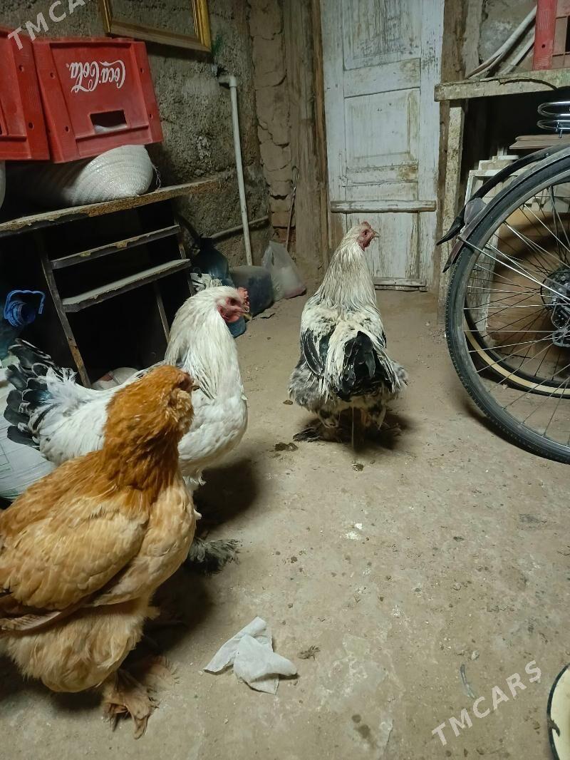 horaz - Гёкдже - img 3